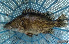 鱸魚和桂魚的區別