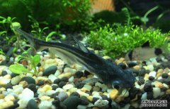 鸚鵡魚和什么魚混養好？