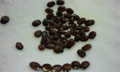 早春大棚西瓜種植之浸種、催芽方法