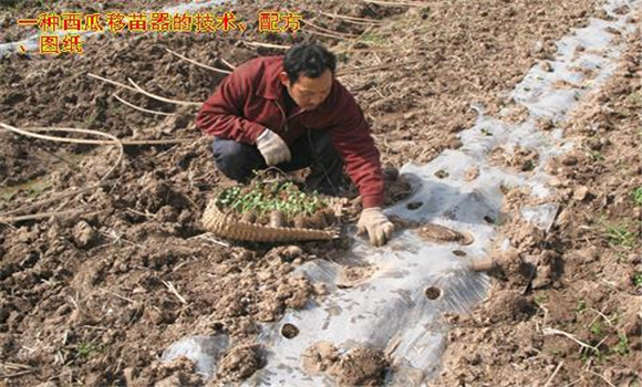 放苗、間苗、補苗