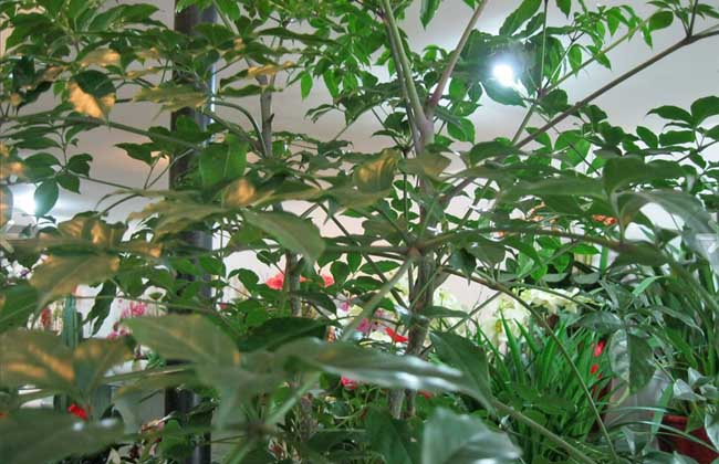 發財樹怎么養