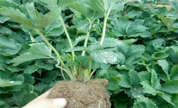 怎樣起草莓苗，如何包裝運輸和貯藏