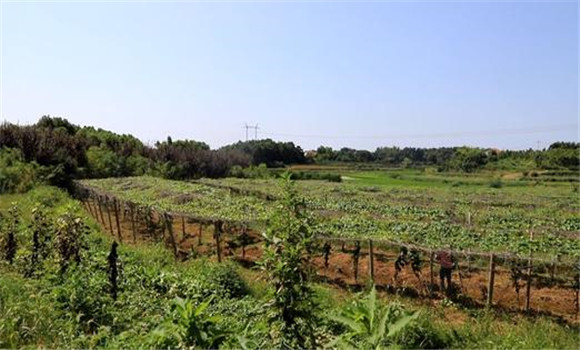 丘陵地區羅漢果種植技術