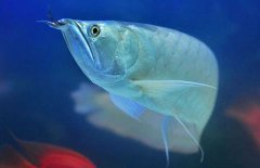 銀龍魚能長多大？銀龍魚多少錢一條