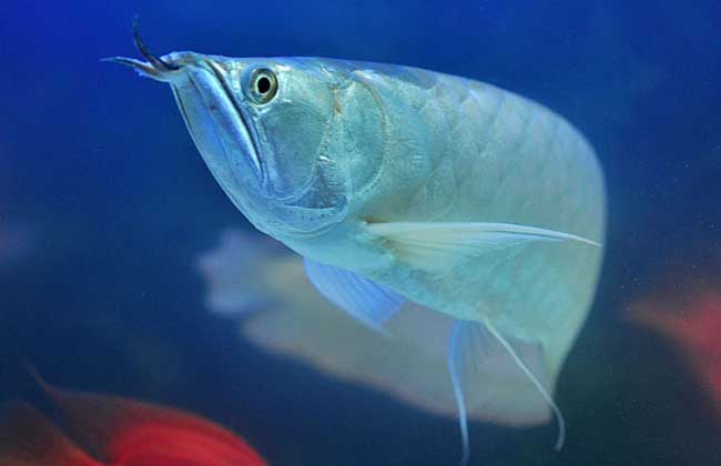 銀龍魚的養殖環境