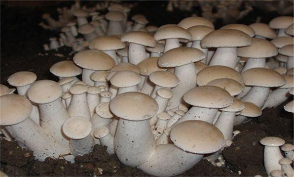福菇肽有哪些作用，怎樣施用