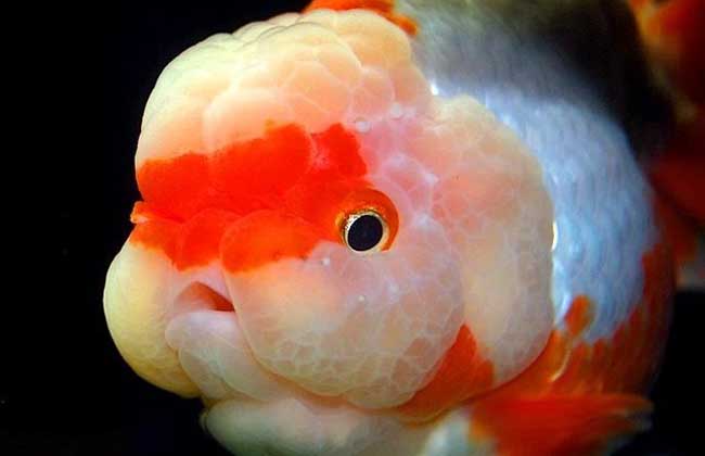家里養魚多久換一次水