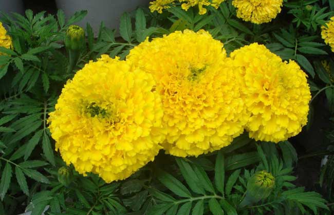 花卉的養殖方法