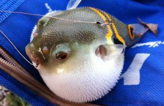 河豚魚養殖技術