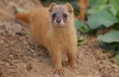 黃大仙是什么動物，黃鼠狼為什么叫黃大仙