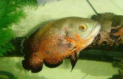 地圖魚吃什么長得快，地圖魚吃什么飼料好？