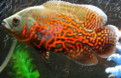 地圖魚到底能長多大、吃什么長得快？