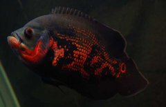 地圖魚怎么養