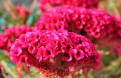 雞冠花治婦科病嗎，它有哪些作用