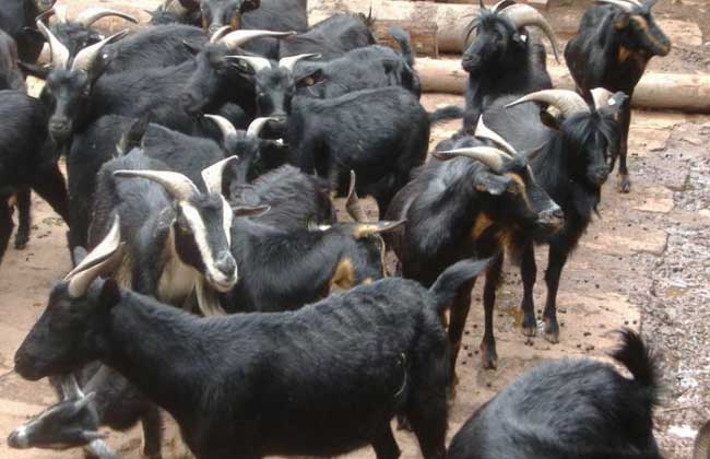 黑山羊種羊標準及飼養方法