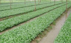 番茄、辣椒和茄子的育苗技術有什么不同之處
