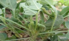 菜螟在什么條件下發生嚴重，菜螟怎樣防治