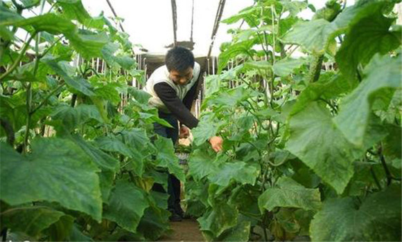 棚室內氨氣的防除措施