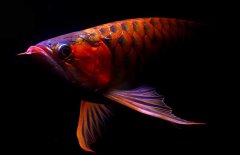 紅龍魚怎么才能養好？紅龍魚的正確飼養方法