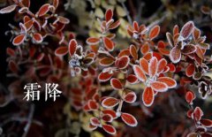 霜降的節氣由來，介紹關于霜降節氣的民間風俗