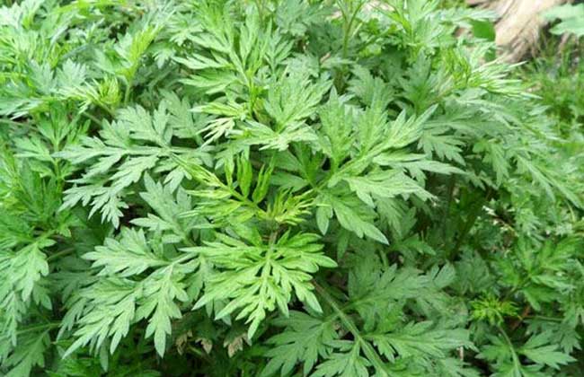 花卉養殖方法