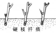 如何繁殖黑豆果 黑豆果硬枝扦插、綠枝扦插方法