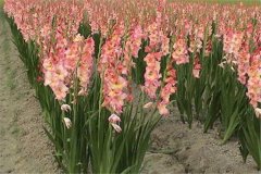 怎樣調節唐菖蒲的花期 唐菖蒲花期調控方法