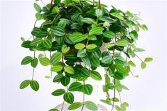 適合吊盆栽植的花卉有哪些，吊盆植物有哪些？