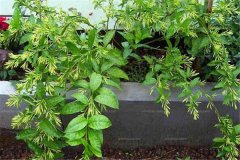 有哪些香花（花卉）適合家庭陽臺盆栽養殖