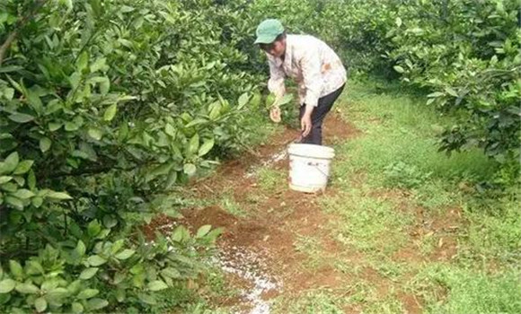 秋季宜增施磷、鋅肥
