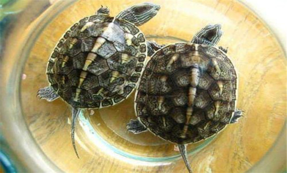 烏龜怎么養