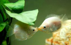 接吻魚好不好養殖，接吻魚怎么養才好？