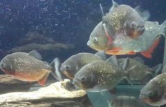 紅腹水虎魚吃什么，紅腹水虎魚怎么養？