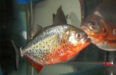 水虎魚怎么養，水虎魚的養殖方法