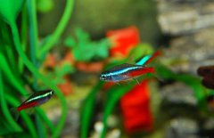 紅綠燈魚吃什么食物？紅綠燈魚怎么養殖好