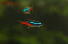 霓虹燈魚怎么養？霓虹燈魚形態特征