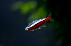 寶蓮燈魚怎么養？寶蓮燈魚形態特征