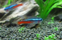 紅綠燈魚怎么養，紅綠燈魚的仔魚如何管理