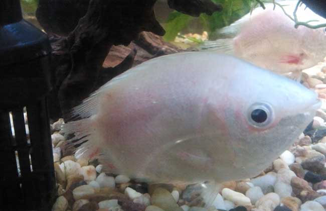 接吻魚為什么接吻？