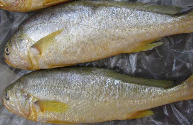 黃花魚養殖