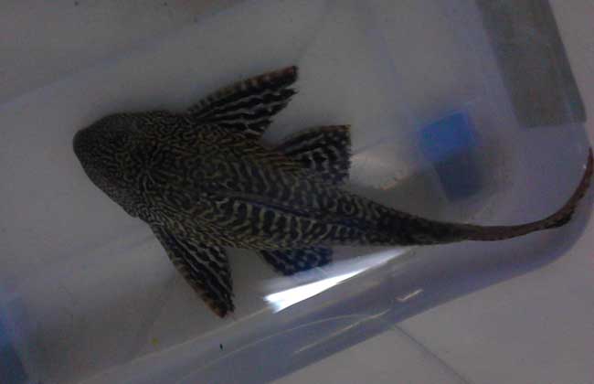 清道夫魚怎么飼養？