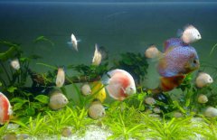七彩神仙魚和什么魚混養？