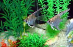 神仙魚怎么分公母，神仙魚性別如何鑒別