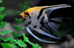 神仙魚和什么魚混養好，神仙魚怎么養？