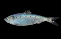 沙丁魚吃什么食物？沙丁魚產自什么地方？