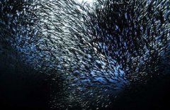 沙丁魚是深海魚嗎，常見深海魚有哪些？