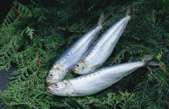 沙丁魚是什么魚，沙丁魚產地哪里？