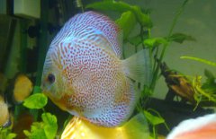 七彩神仙魚混養什么魚好 七彩神仙魚怎么養？