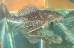 清道夫魚怎么繁殖？