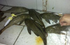 清道夫魚和什么混養？